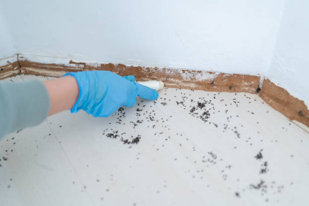 Best Termite Control Services  in North Olmsted, OH